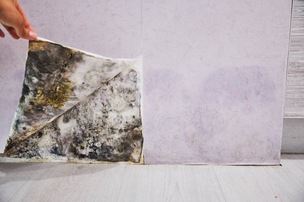 Certified Mold Removal in Wyanet, IL